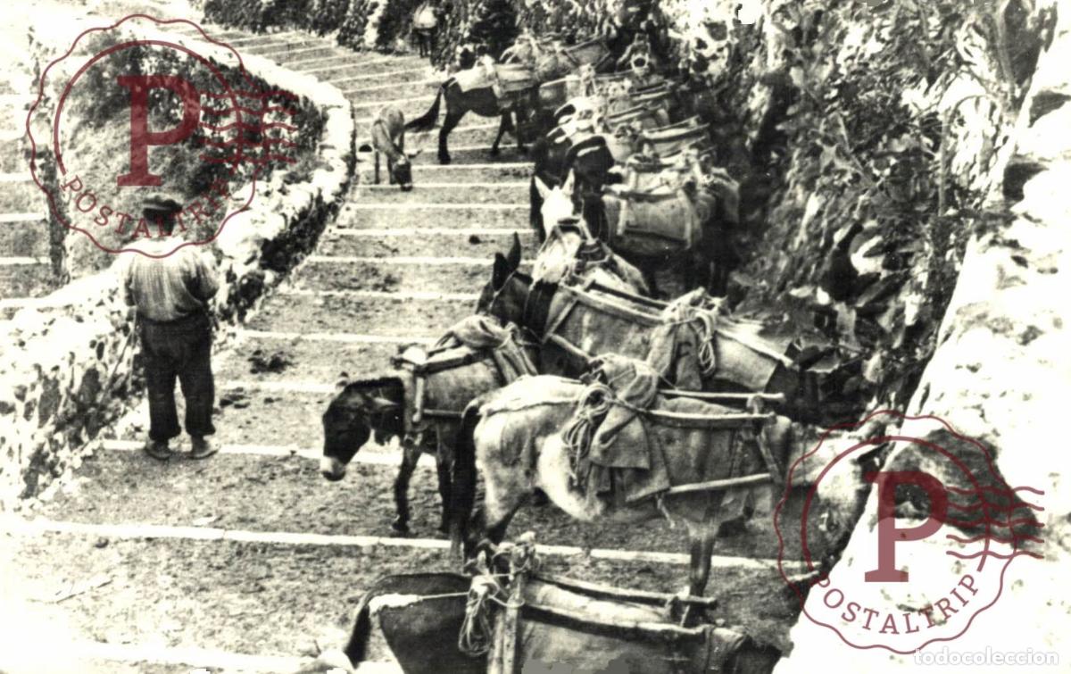 Postales: GRECIA. GREECE. Real Photo Santorini Santorin DONKEYS BURROS Edit Delenda