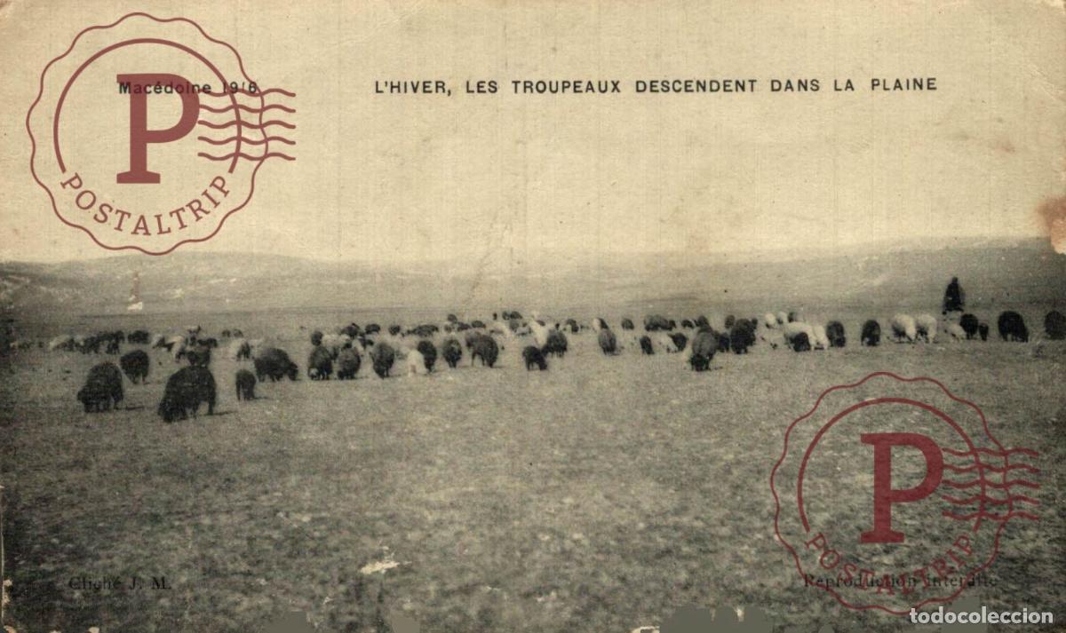 Postales: MACEDOINE. MACEDONIA 1916 LHIVER LES TROUPEAUX DESCENDENT DANS LA PLAINE