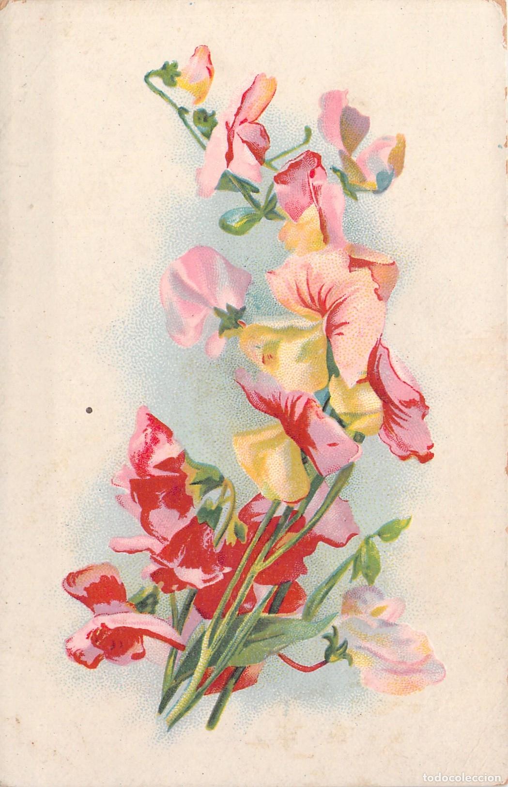 Postales: Postal con Ilustraci&oacute;n de Flores de Guisantes de Olor