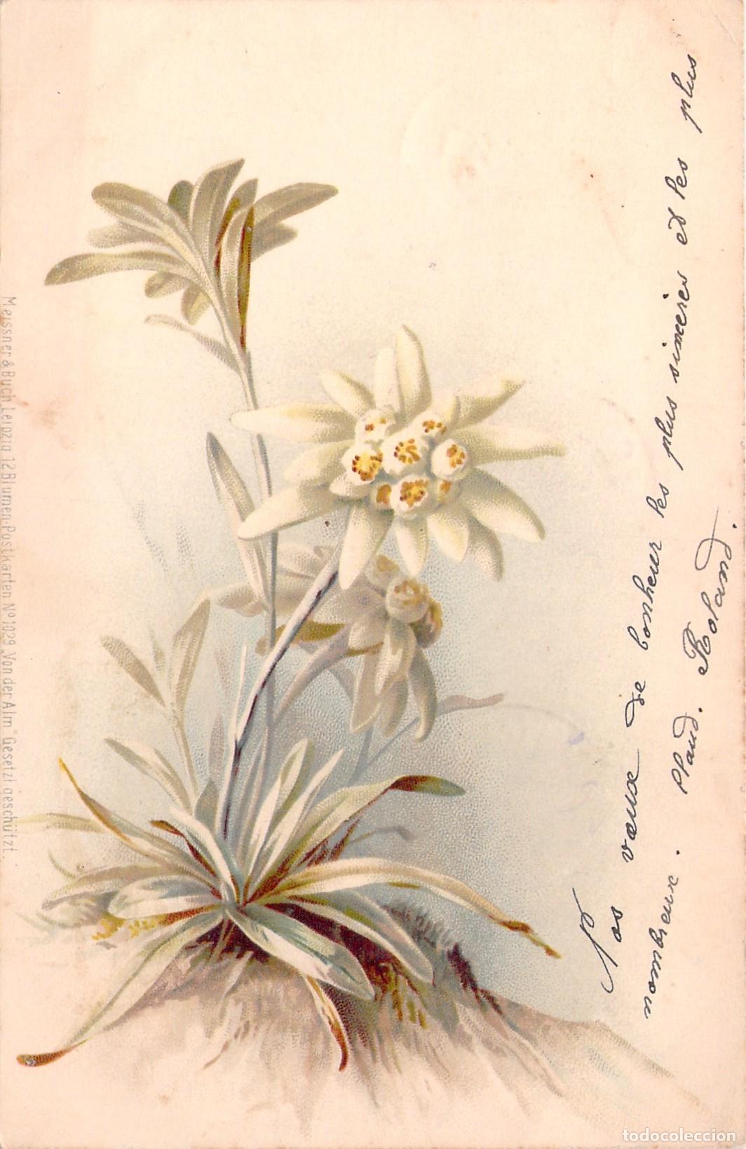 Postales: Postal de Flores Edelweiss Ilustraci&oacute;n Bot&aacute;nica de los Alpes