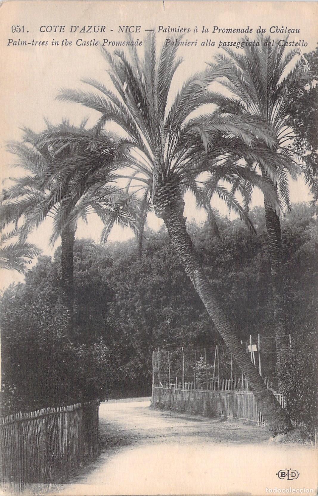 Postais: Postal de Niza - Palmeras en el Paseo del Castillo, Costa Azul