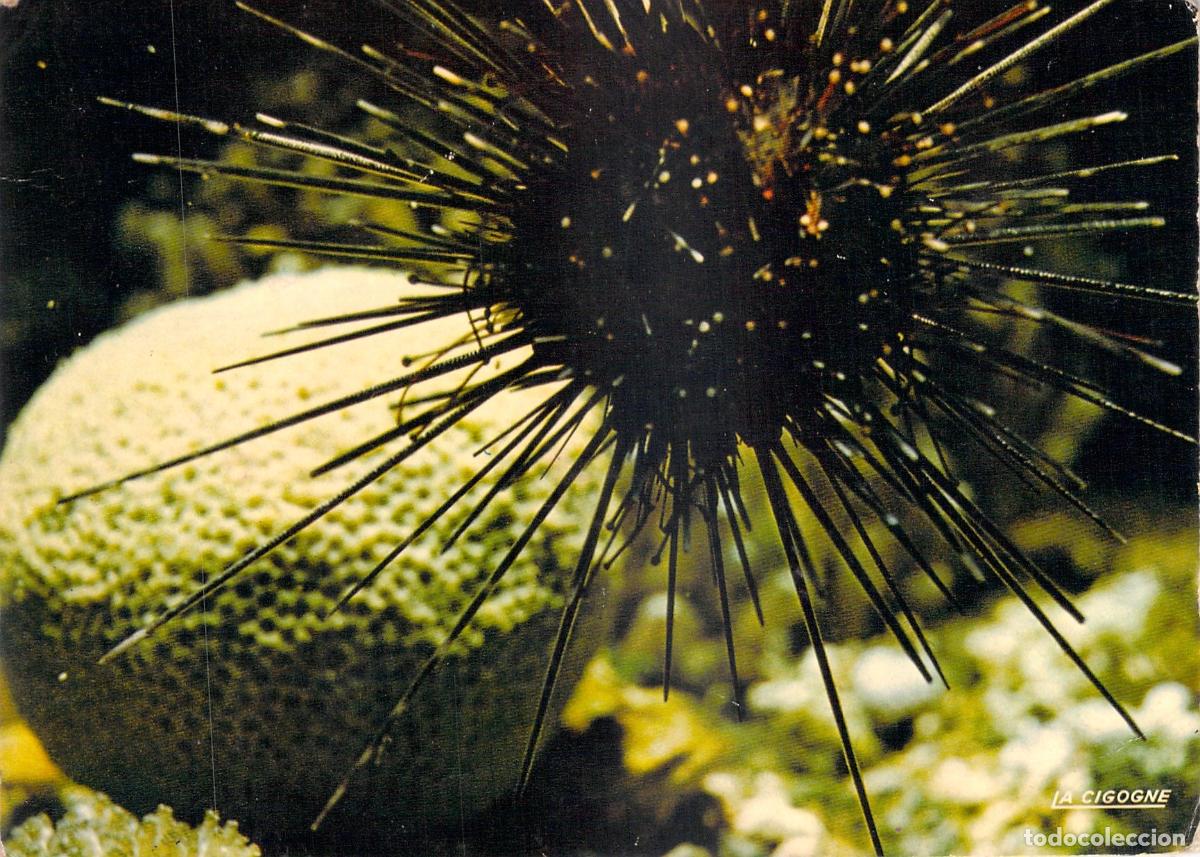 Postales: Postal del Acuario de La Rochelle: Erizo Diadema y Coral