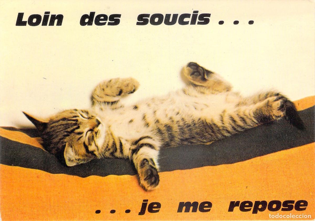 Postales: Postal Ilustrada de Gatito Durmiendo Loin Des Soucis