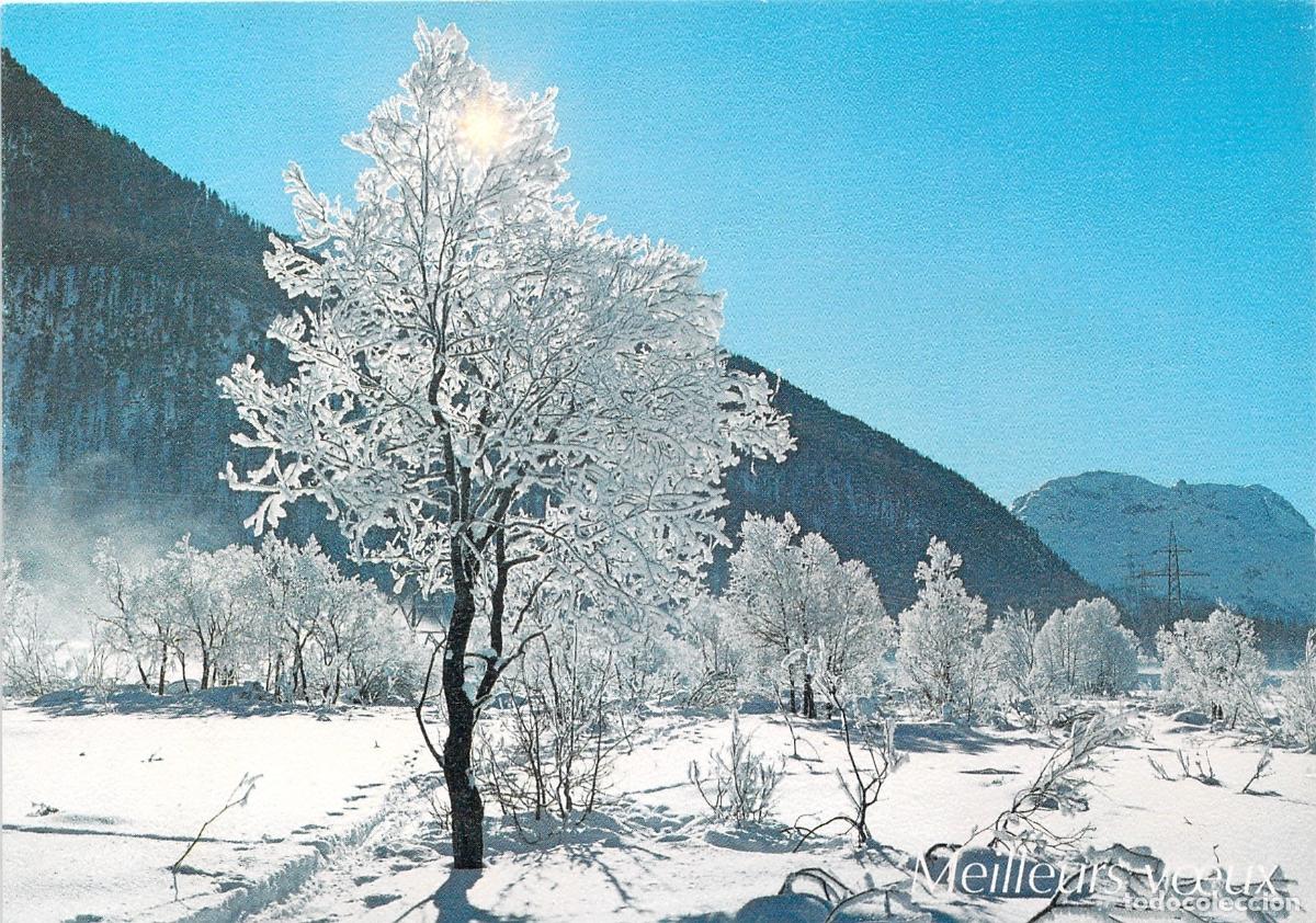 Postales: Postal Paisaje de Invierno con &Aacute;rbol Nevado y Mensaje de A&ntilde;o Nuevo