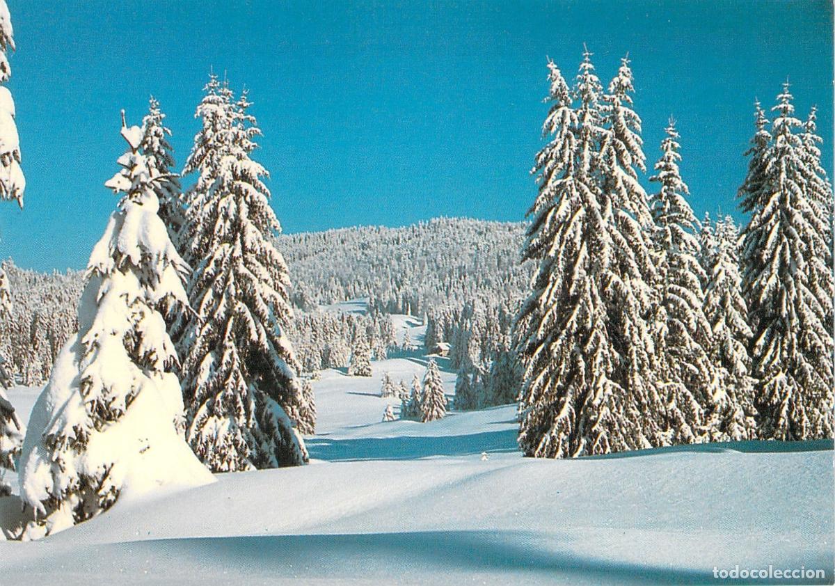 Postales: Postal de Paisaje Invernal con Bosque Nevado