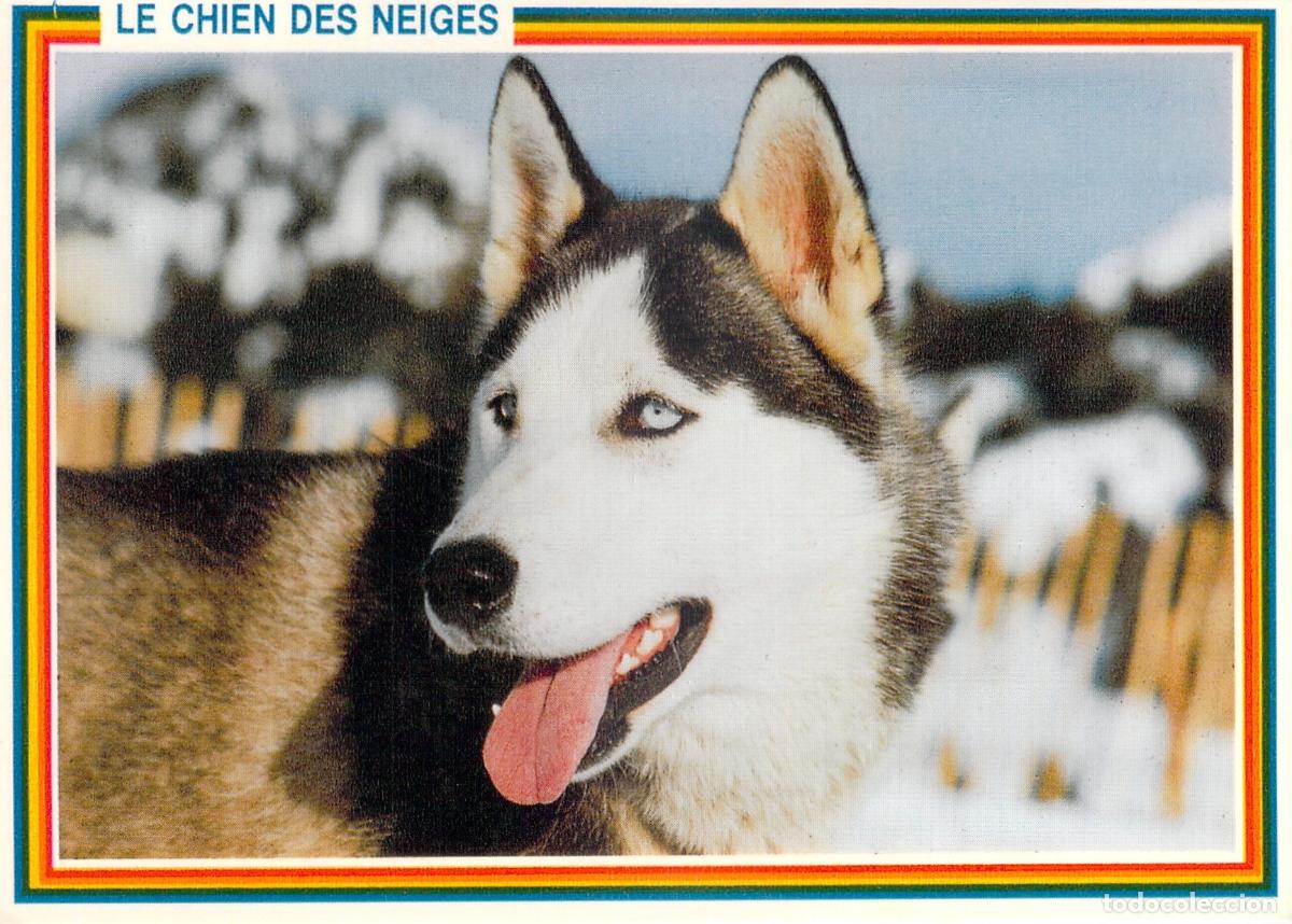 Postales: Postal de Perro Husky Siberiano Le Chien des Neiges