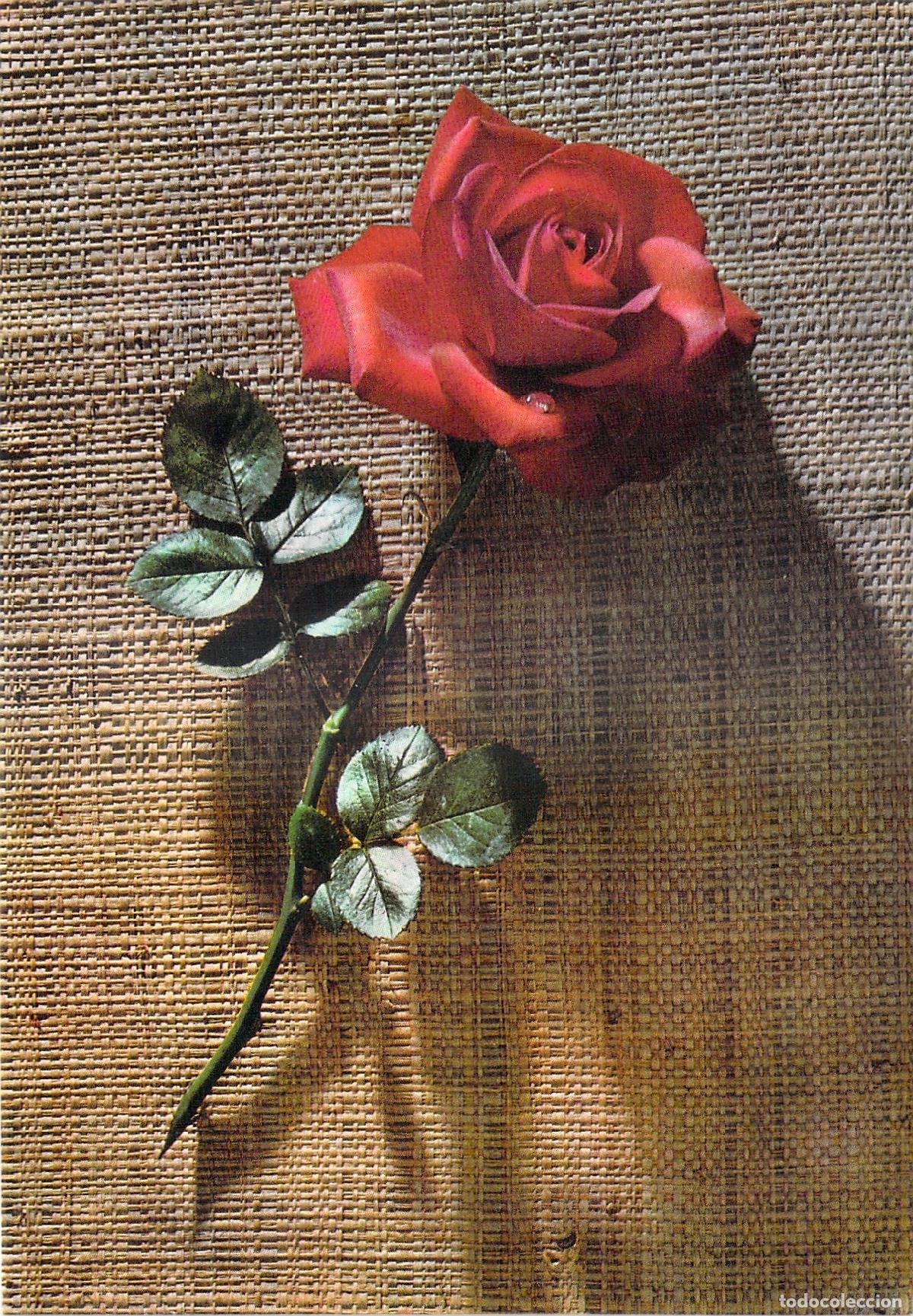 Postales: Postal con Rosa Roja sobre Fondo de Arpillera