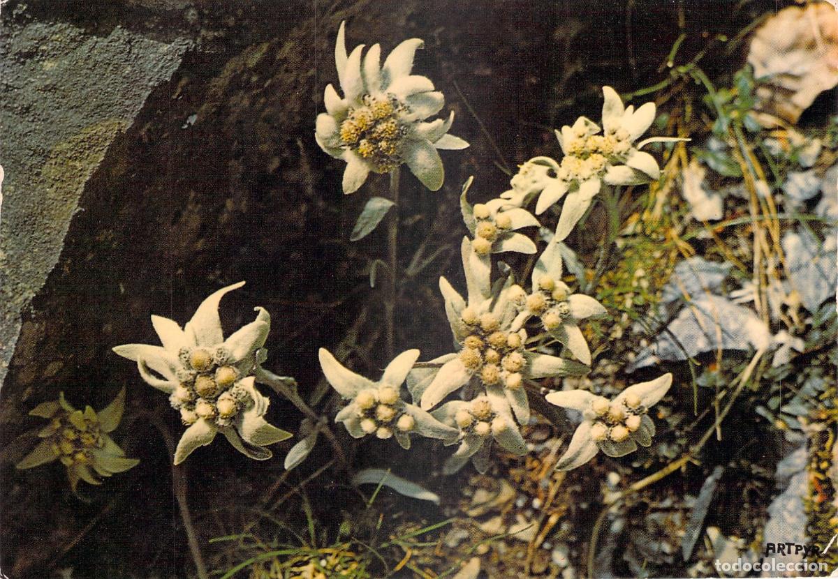 Postales: Postal de Flores de los Pirineos Edelweiss Coum&eacute;ly Bar&egrave;ges