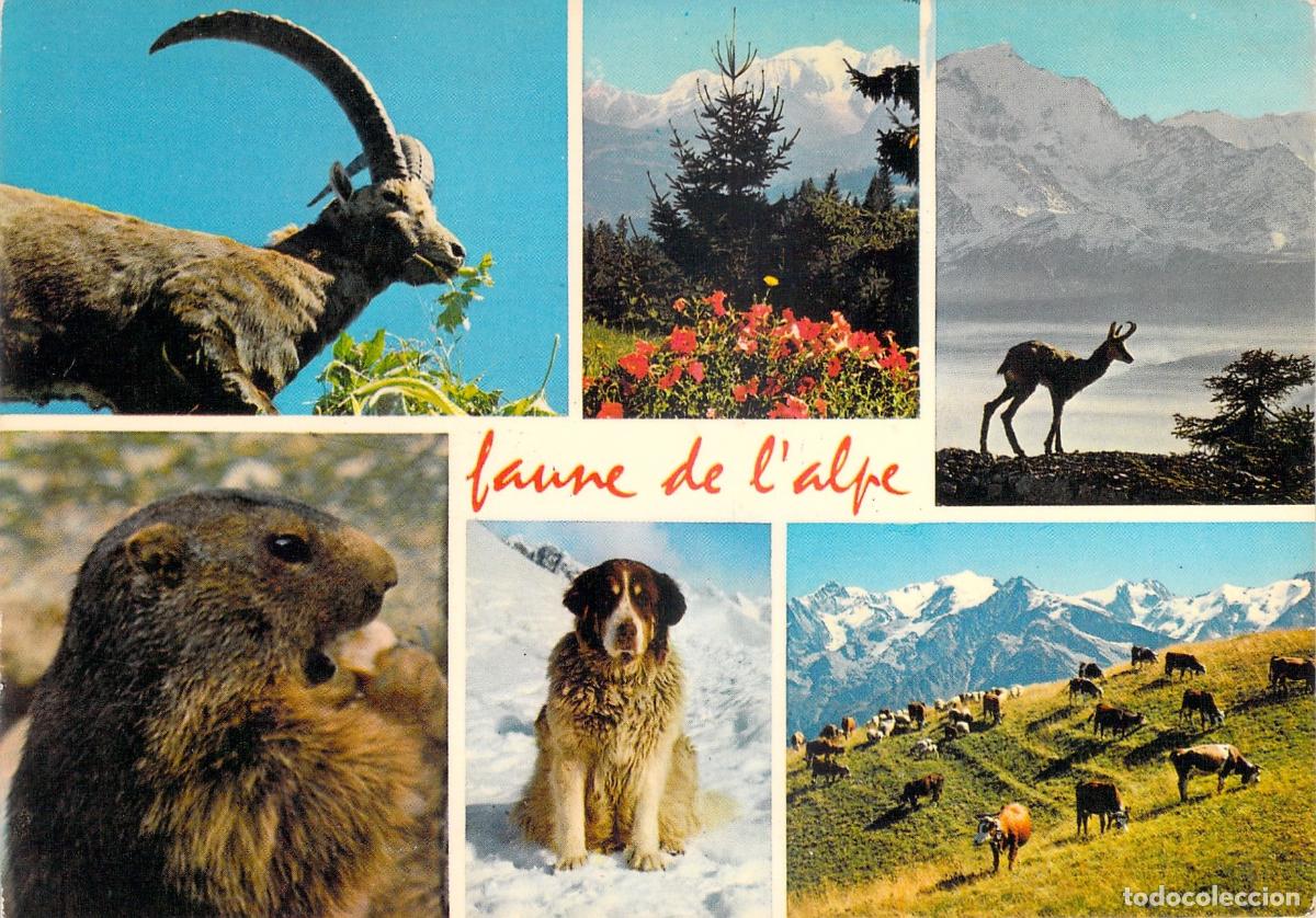 Postales: Postal Multivista Fauna de los Alpes Franceses y Perro San Bernardo