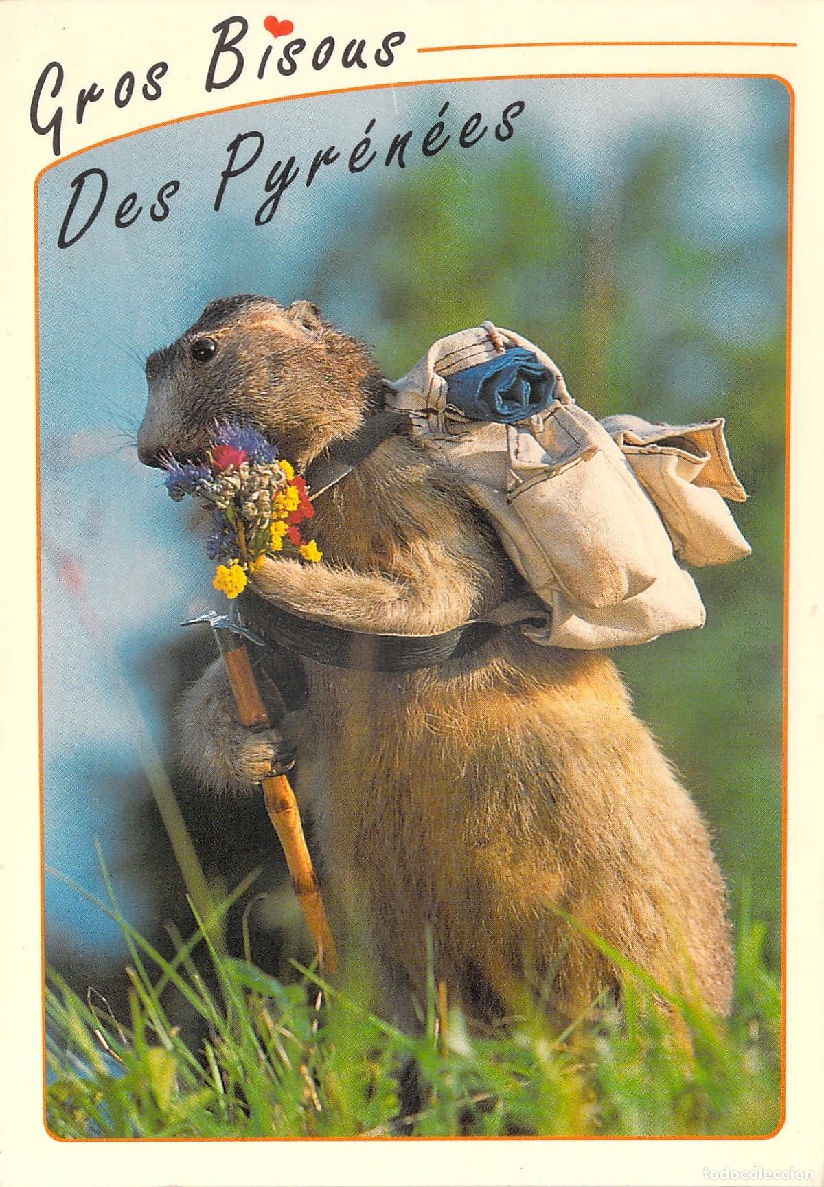 Postales: Postal Marmota Monta&ntilde;era de los Pirineos con Mochila y Flores