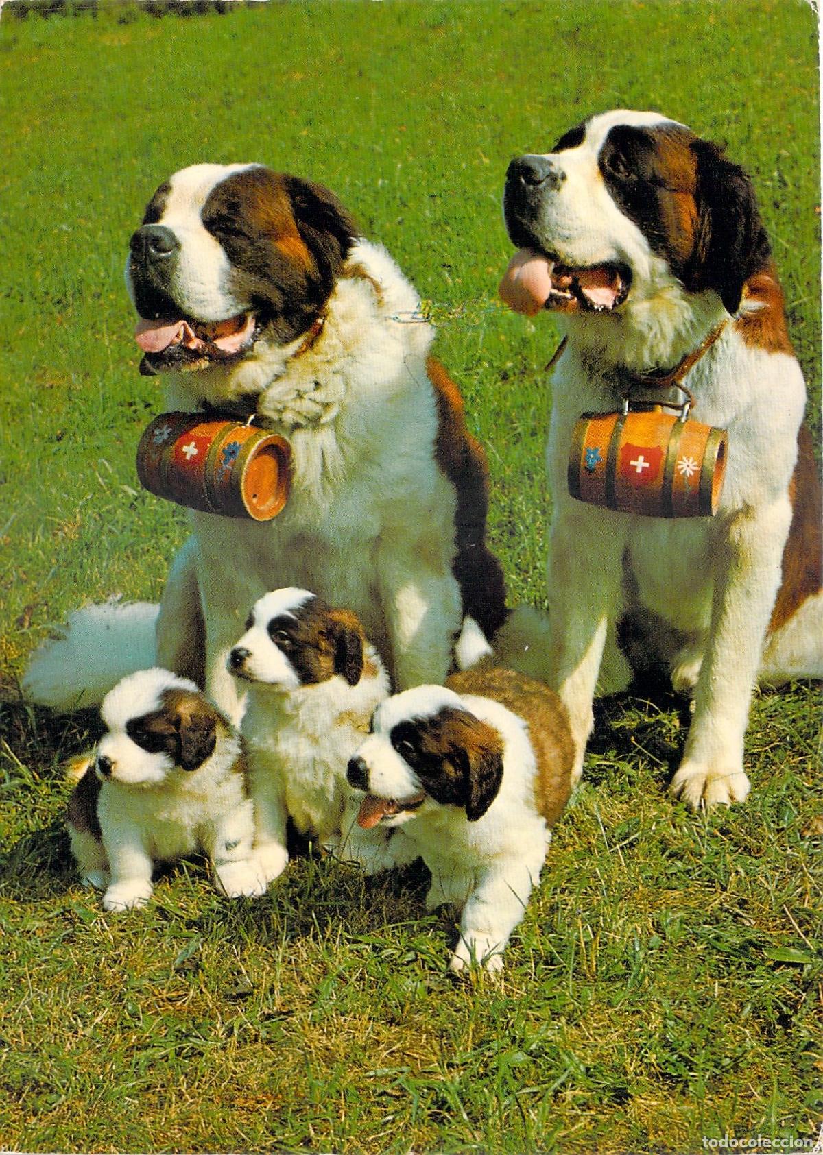 Postales: Postal de Perros San Bernardo con Cachorros en Suiza