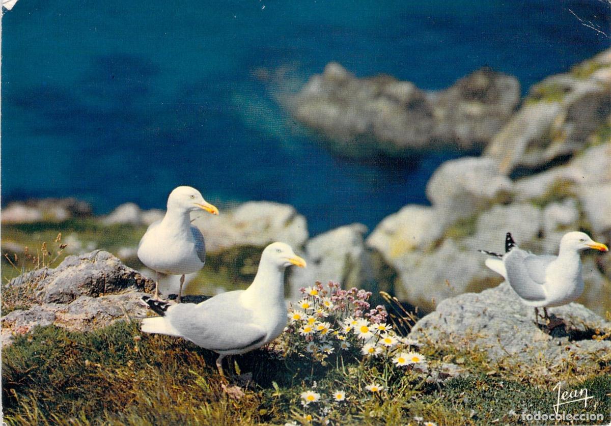 Postales: Postal de Gaviotas Arg&eacute;nteas en la Costa de Breta&ntilde;a
