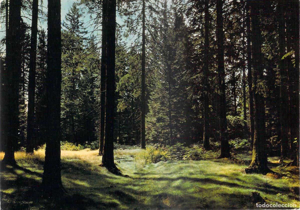 Postales: Postal de los Bosques de Auvergne Francia Paisaje de Pinos