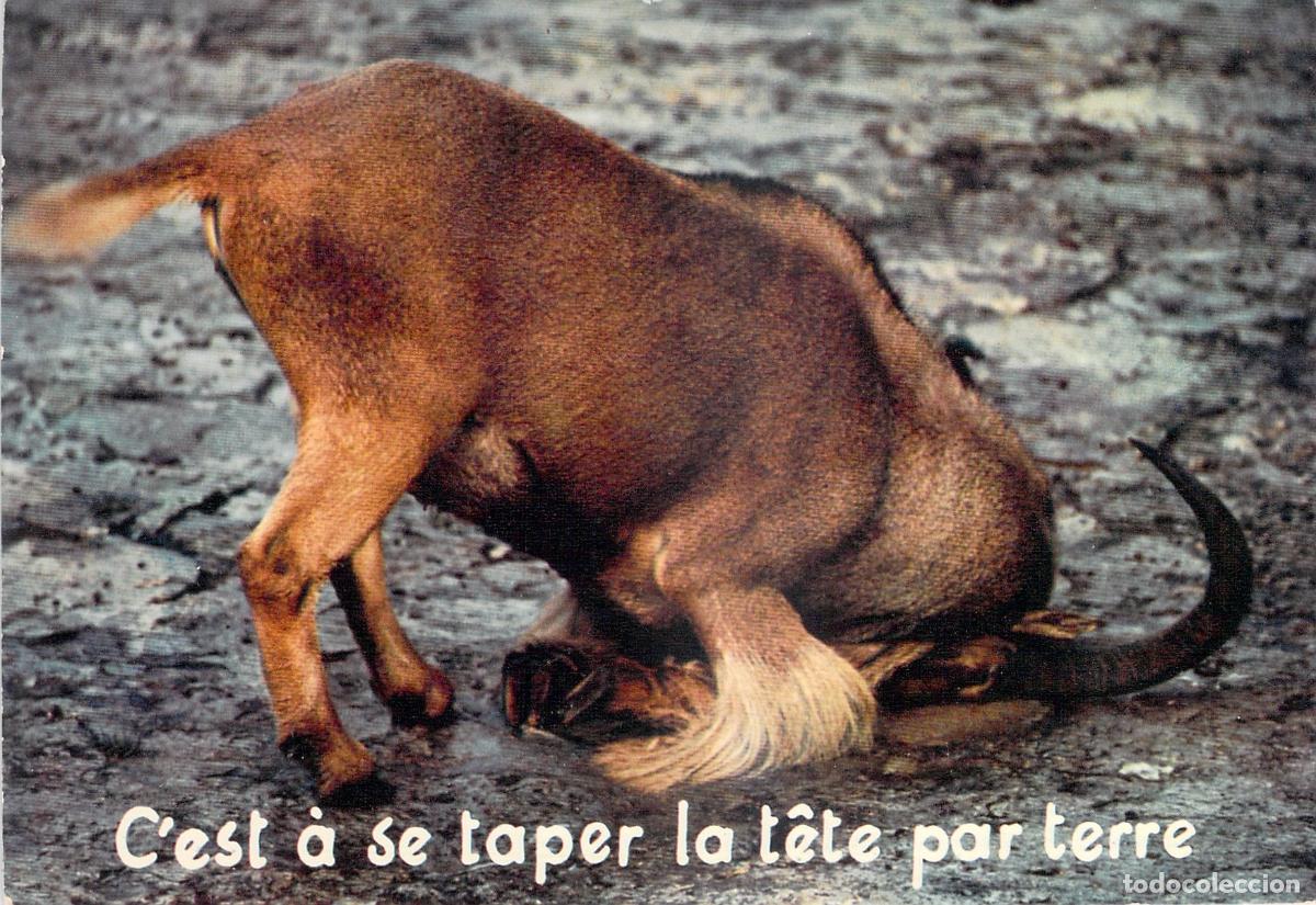 Postales: Postal Humor&iacute;stica de &Ntilde;u con Mensaje en el Reverso