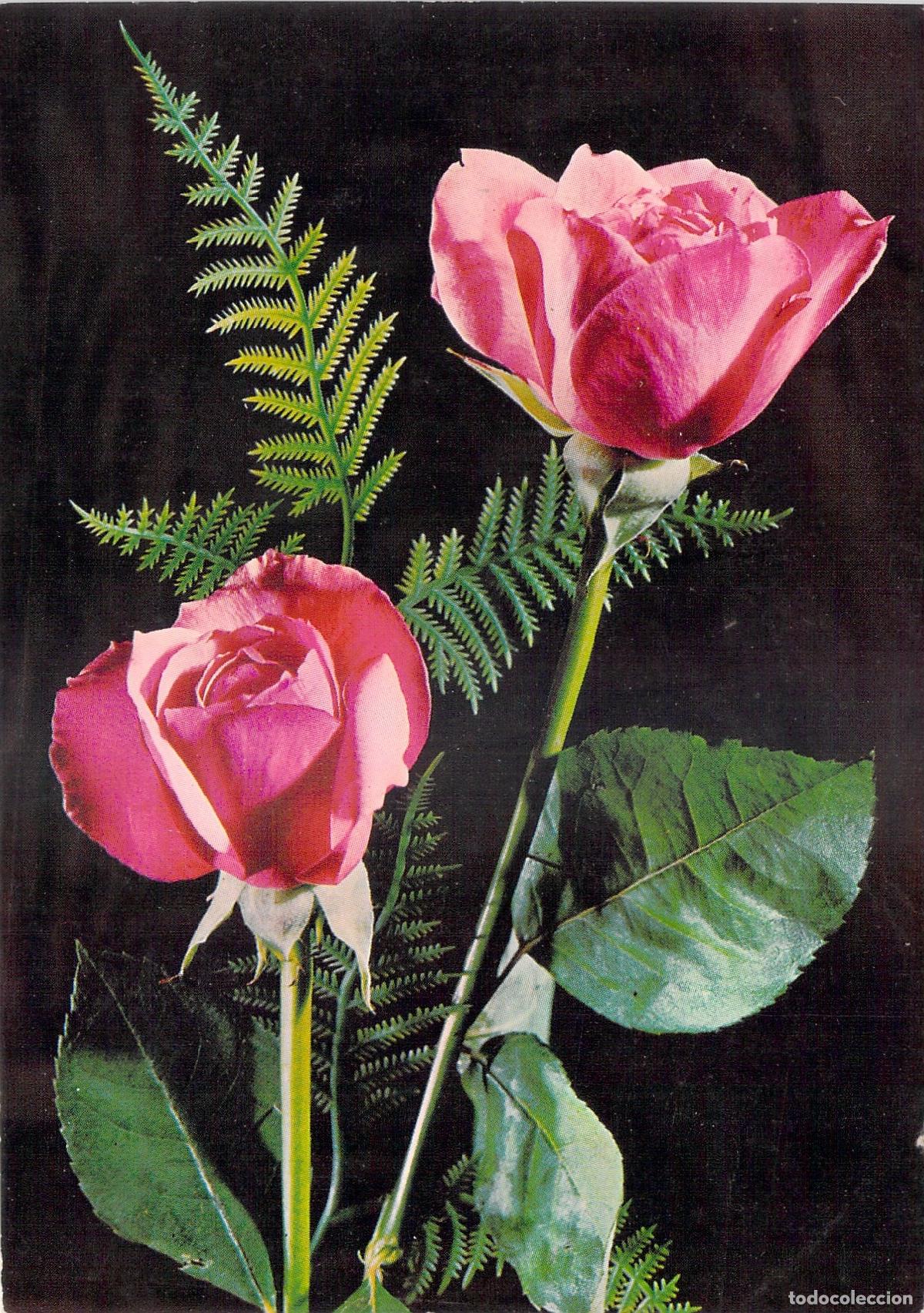 Cartes Postales: Postal de Rosas Rosas con Hojas de Helecho