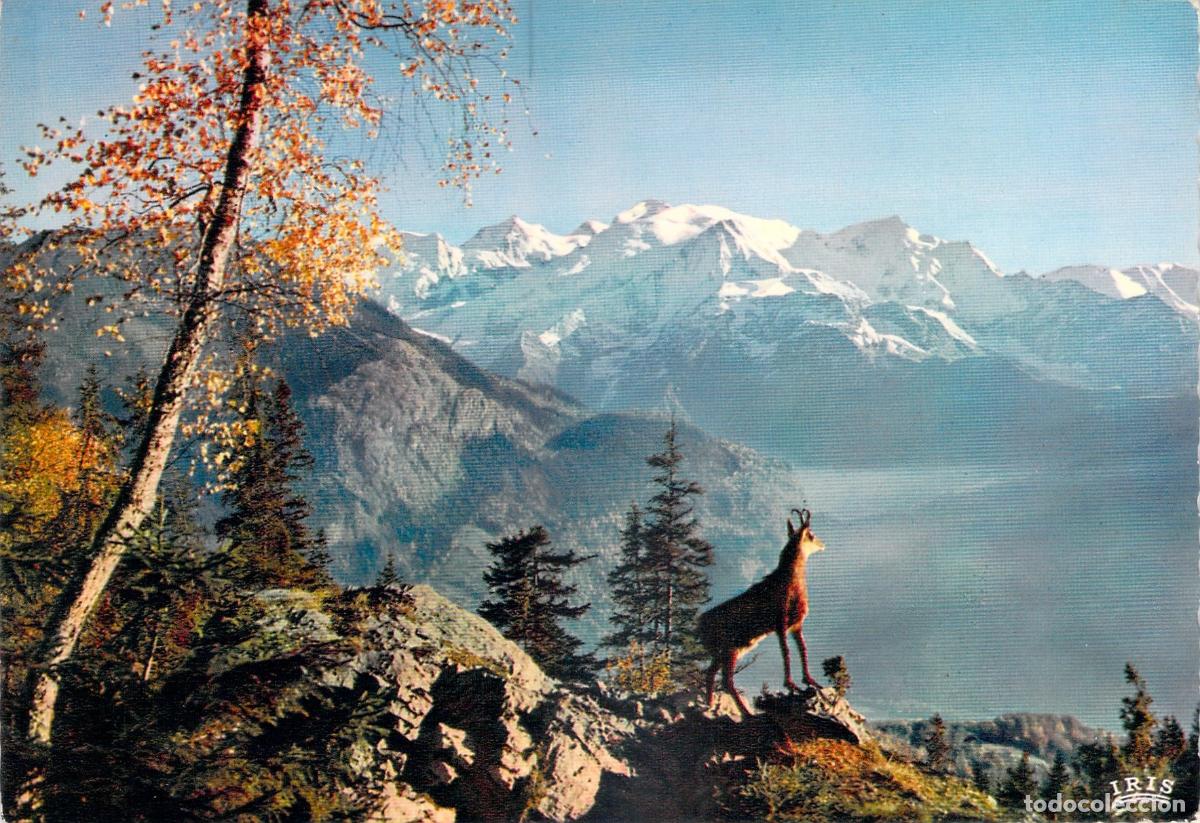 Postales: Postal de Rebeco en los Alpes con Paisaje Monta&ntilde;oso