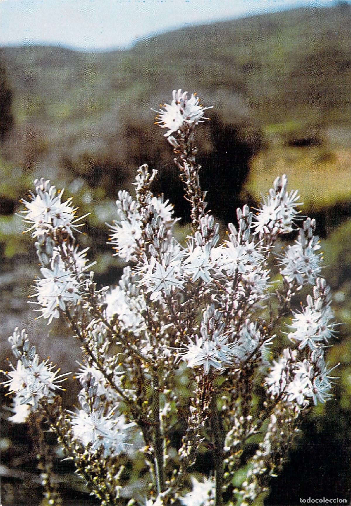 Postales: Postal Fleurs du Maquis Corse L'Asphod&egrave;le Flor de C&oacute;rcega