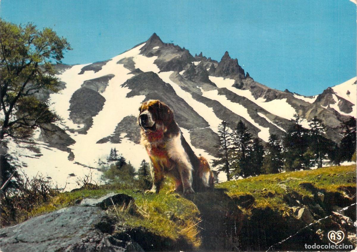 Postales: Postal Perro San Bernardo en la Monta&ntilde;a Le Sancy Auvernia Francia