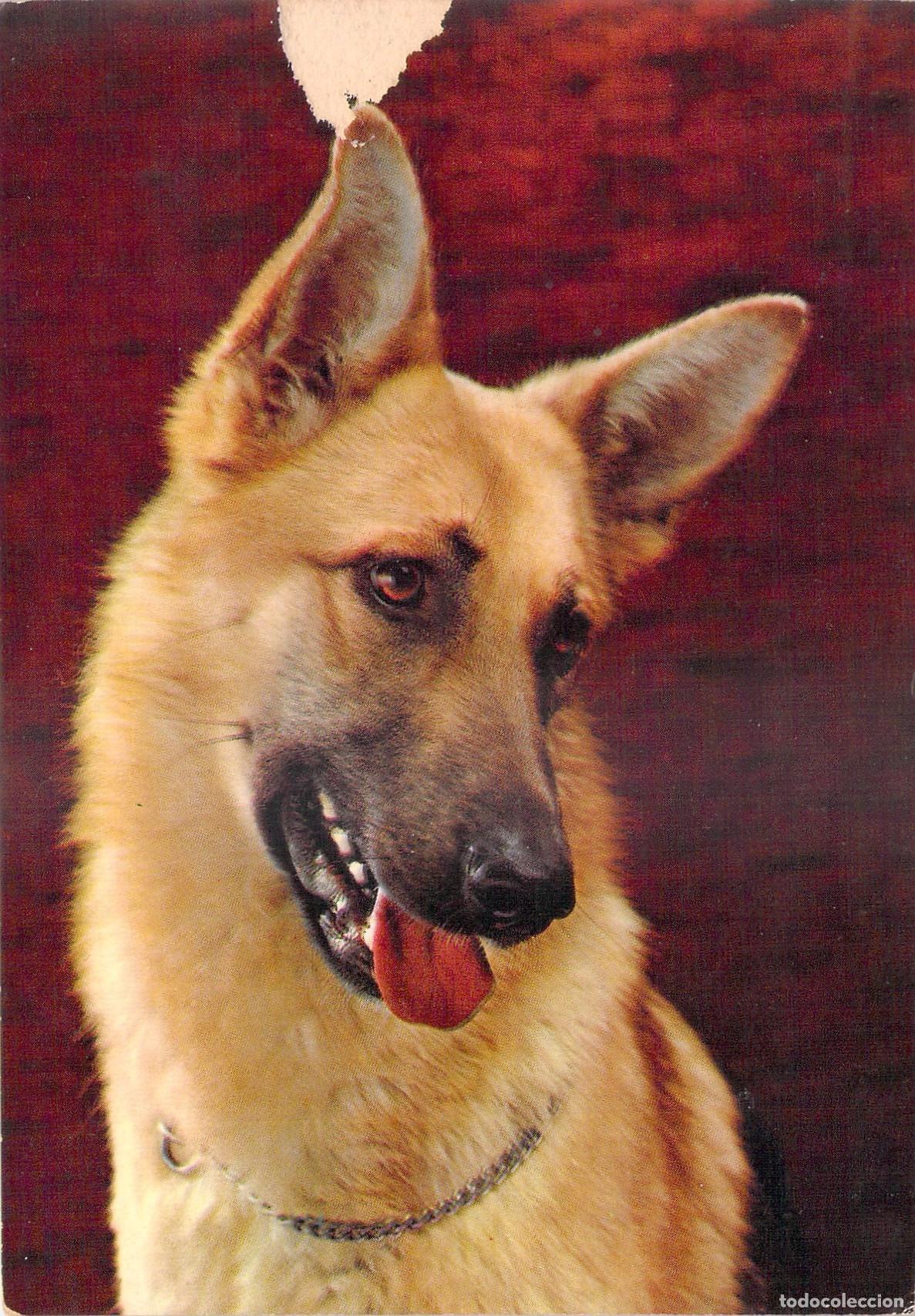 Postcards: Postal de Perro Pastor Alem&aacute;n Retrato Canino M.D. Paris