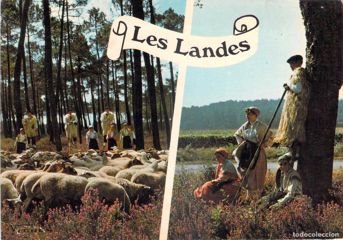 Postcards: Postal de Les Landes Francia Folklore de Pastores en Zancos y Ovejas
