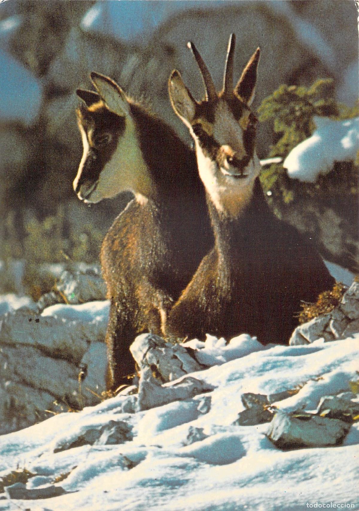 Postales: Postal de Rebecos en la Nieve de los Alpes Suizos por Louis M&eacute;troz