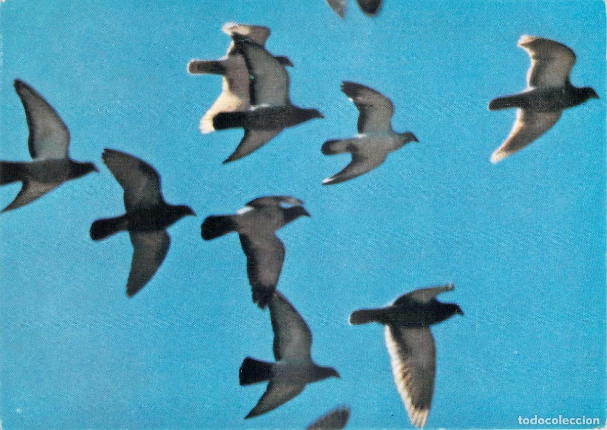 Postales: Postal EXPO Lausanne Pabell&oacute;n PTT con Palomas en Vuelo
