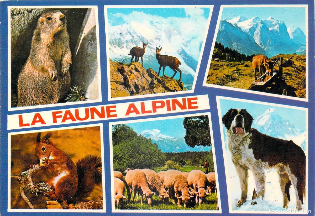 Postales: Postal de la Fauna Alpina con Marmota, Ardilla y Perro San Bernardo