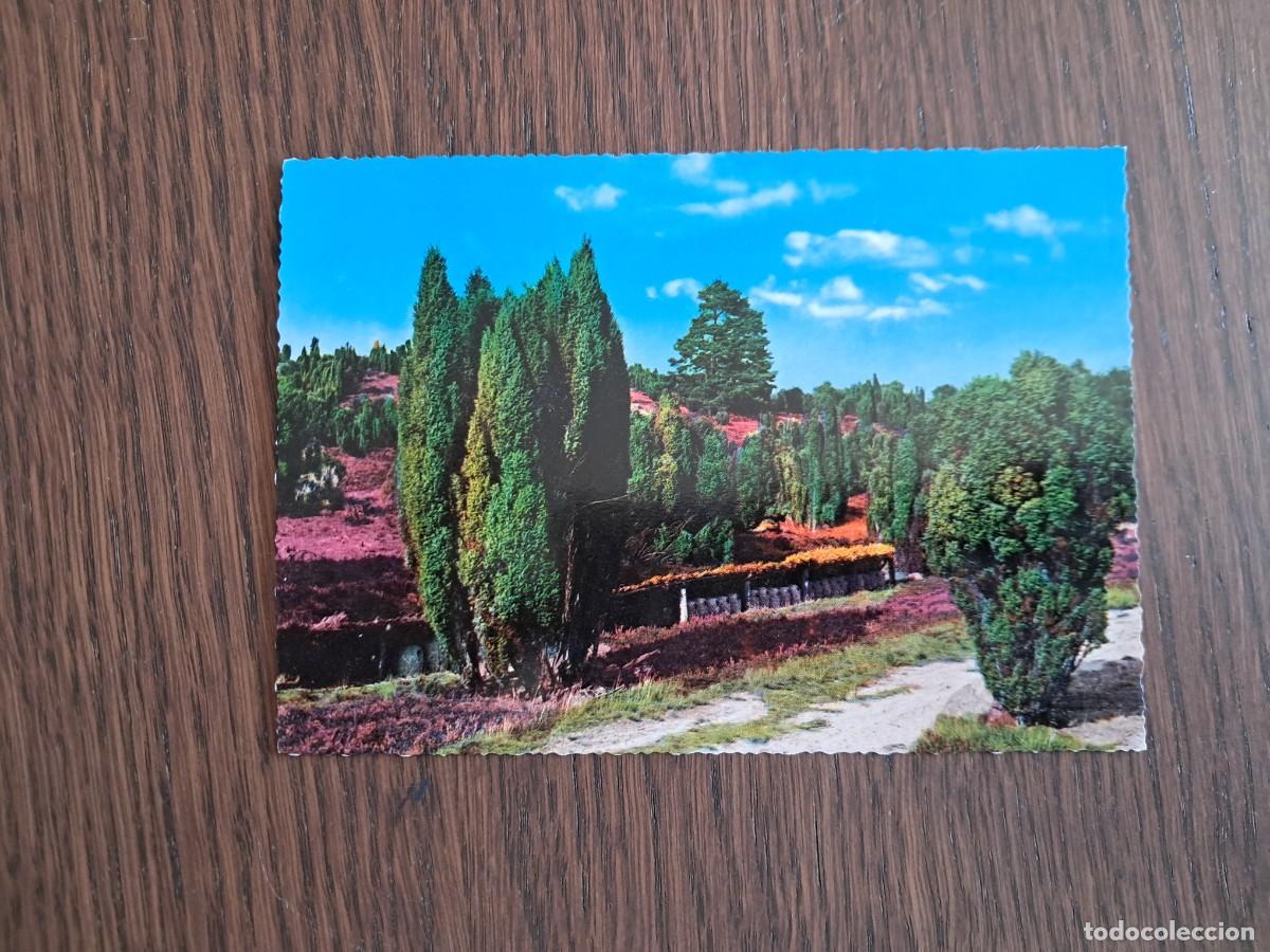 Postales: postal de Holanda, Paises Bajos, paisaje rural. a&ntilde;os 70.
