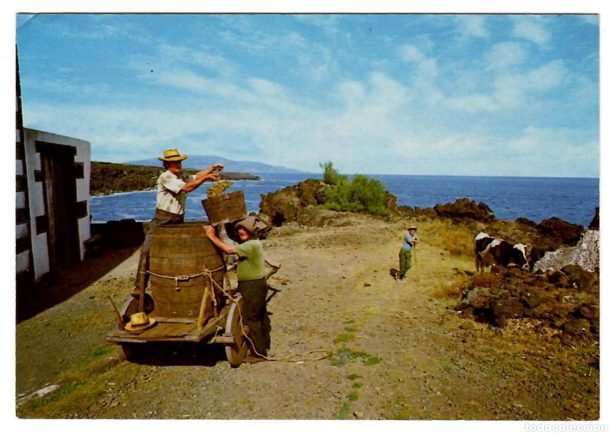 Postales: PORTUGAL, Azores / A&ccedil;ores. Vendimia en la isla de Pico. Ed. COMER, 2250. Sin escribir.