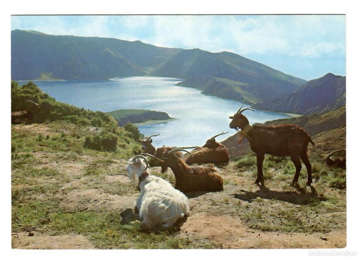 Postales: PORTUGAL, Azores / A&ccedil;ores. S. Miguel. Cabras y Lagoa do Fogo. Ed. N&oacute;brega, 44. Sin escribir.