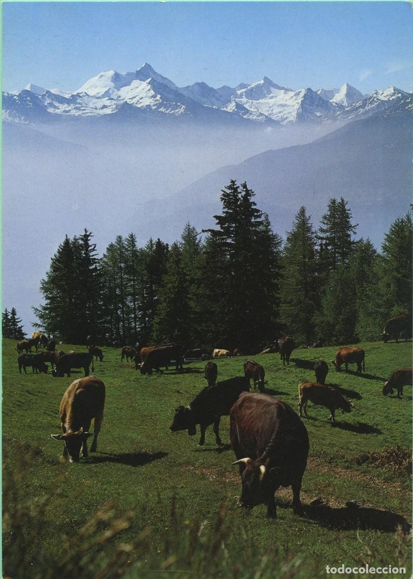 Postales: N&ordm; 50064-CRANS-MONTANA. Reba&ntilde;o en el Mont Lachaux frente a los Alpes del Valais. Sin circular. ED.