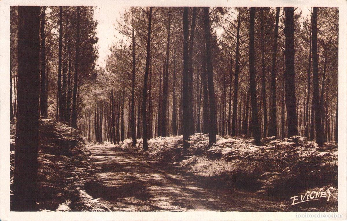 Postales: Postal de Sendero Forestal entre Pinos y Helechos en Guyenne-Gascogne