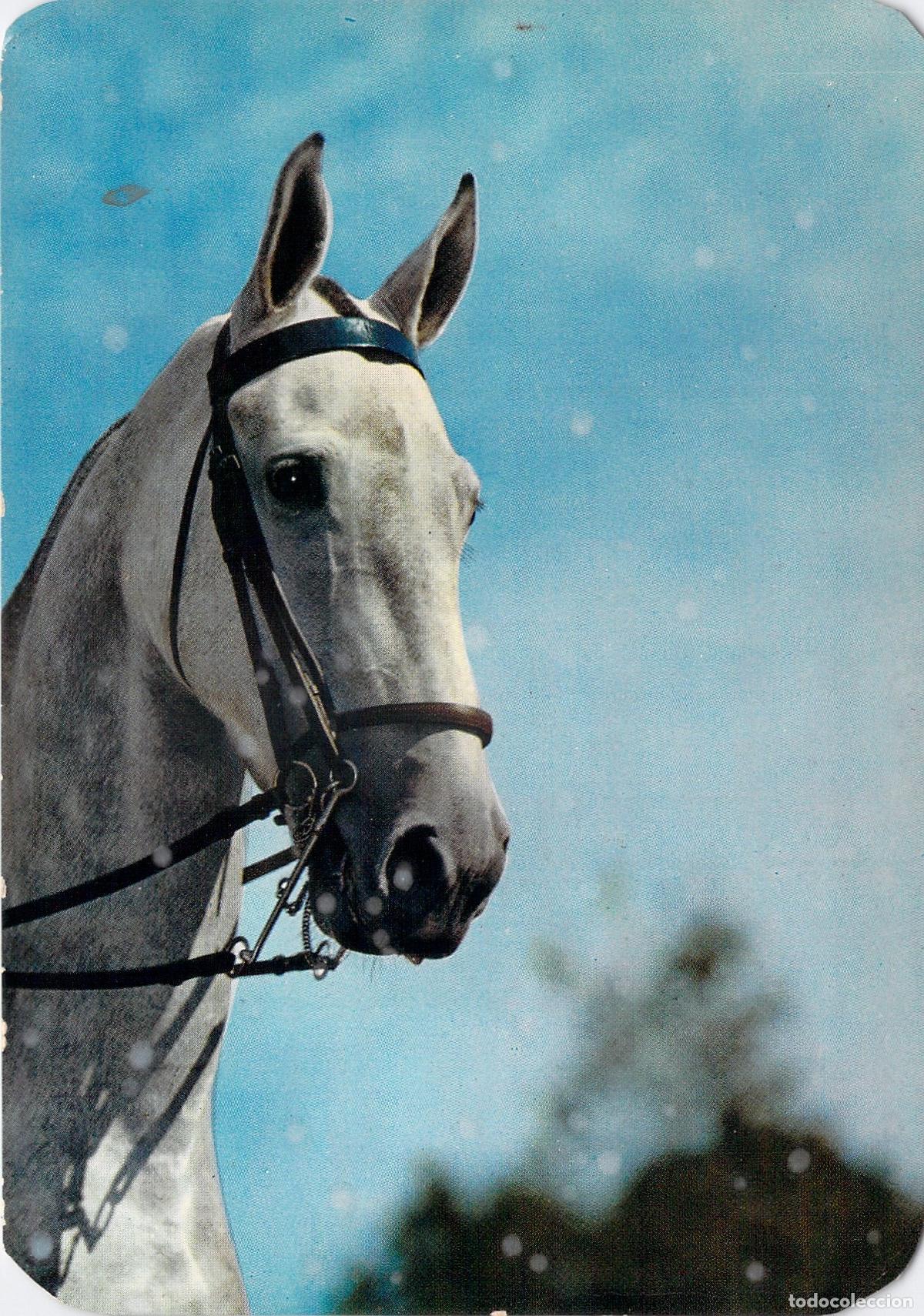 Postales: Postal de Retrato de Caballo Blanco, Serie Stephen Milano