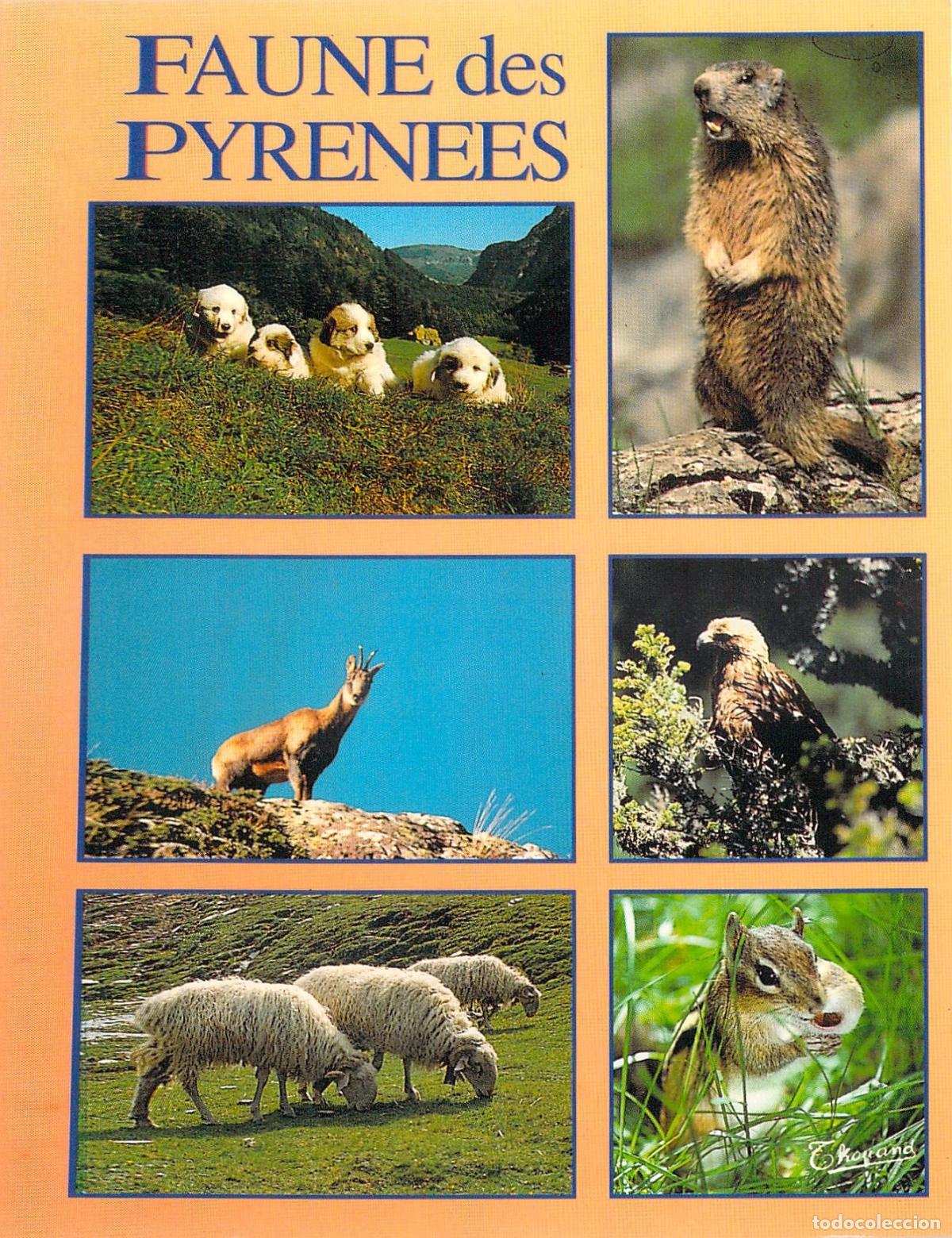 Postales: Postal de la Fauna de los Pirineos con Diversos Animales