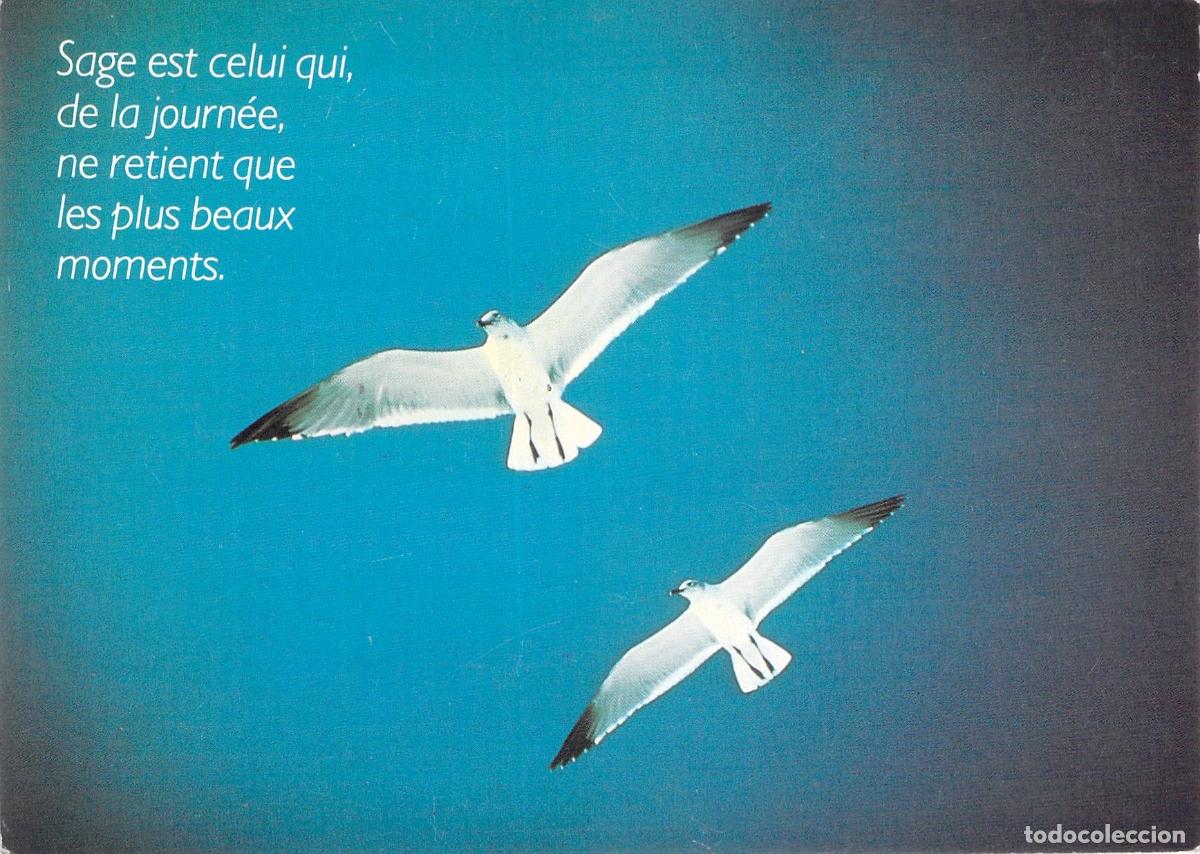 Postales: Postal con Gaviotas en Vuelo y Frase Inspiradora en Franc&eacute;s Houtland