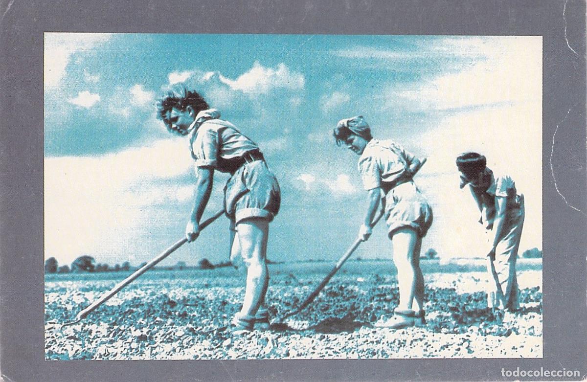 Postales: Postal de Mujeres de la Women's Land Army Trabajando la Tierra