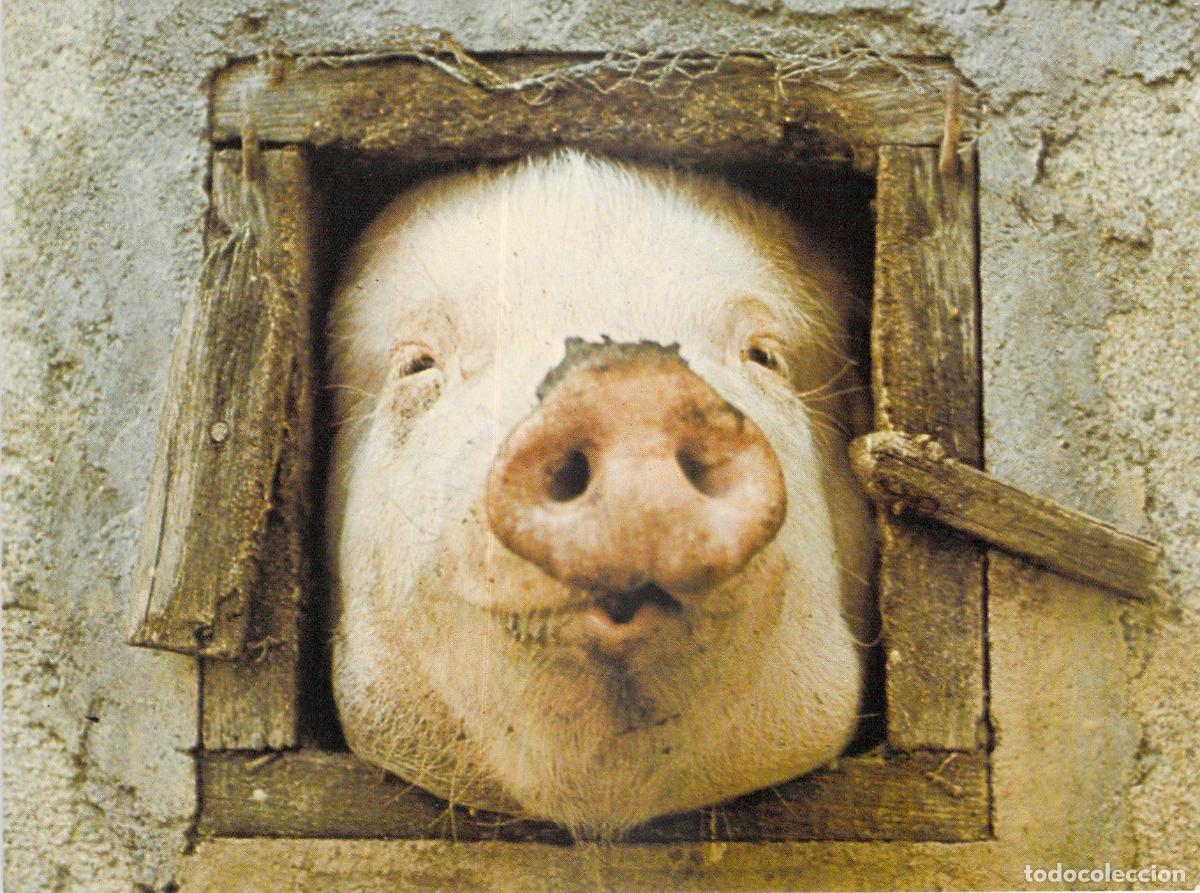 Postcards: Tarjeta Postal de Cara de Cerdo por Simon Gudgeon Athena