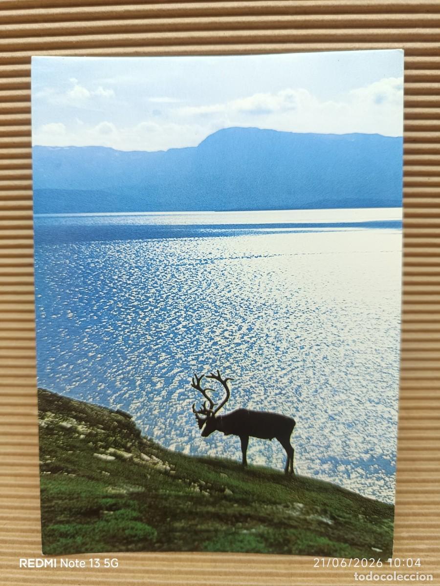 Postales: POSTAL NORUEGA- SILUETA RENO