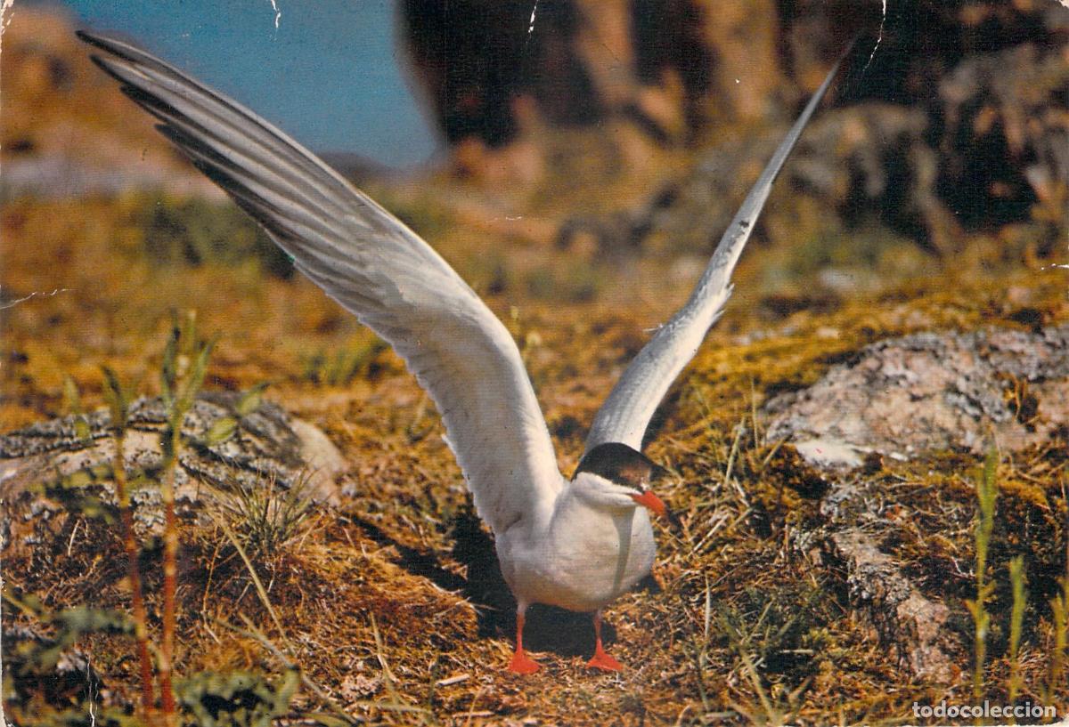 Postales: Postal de Ave Charr&aacute;n Com&uacute;n, Fauna de Breta&ntilde;a, Francia