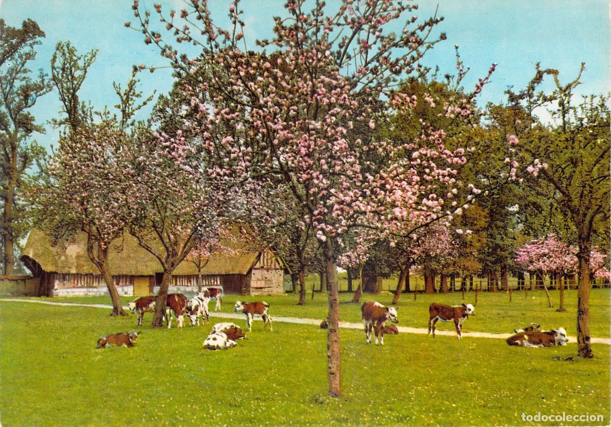 Postales: Postal de La Siesta en Normand&iacute;a con Vacas y Caba&ntilde;a