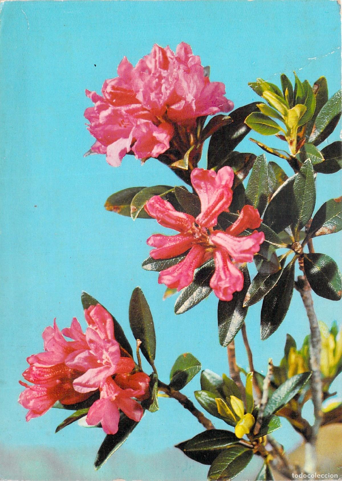 Postcards: Postal de Rododendro Alpinos (Rhododendron Ferrugineum) Suiza