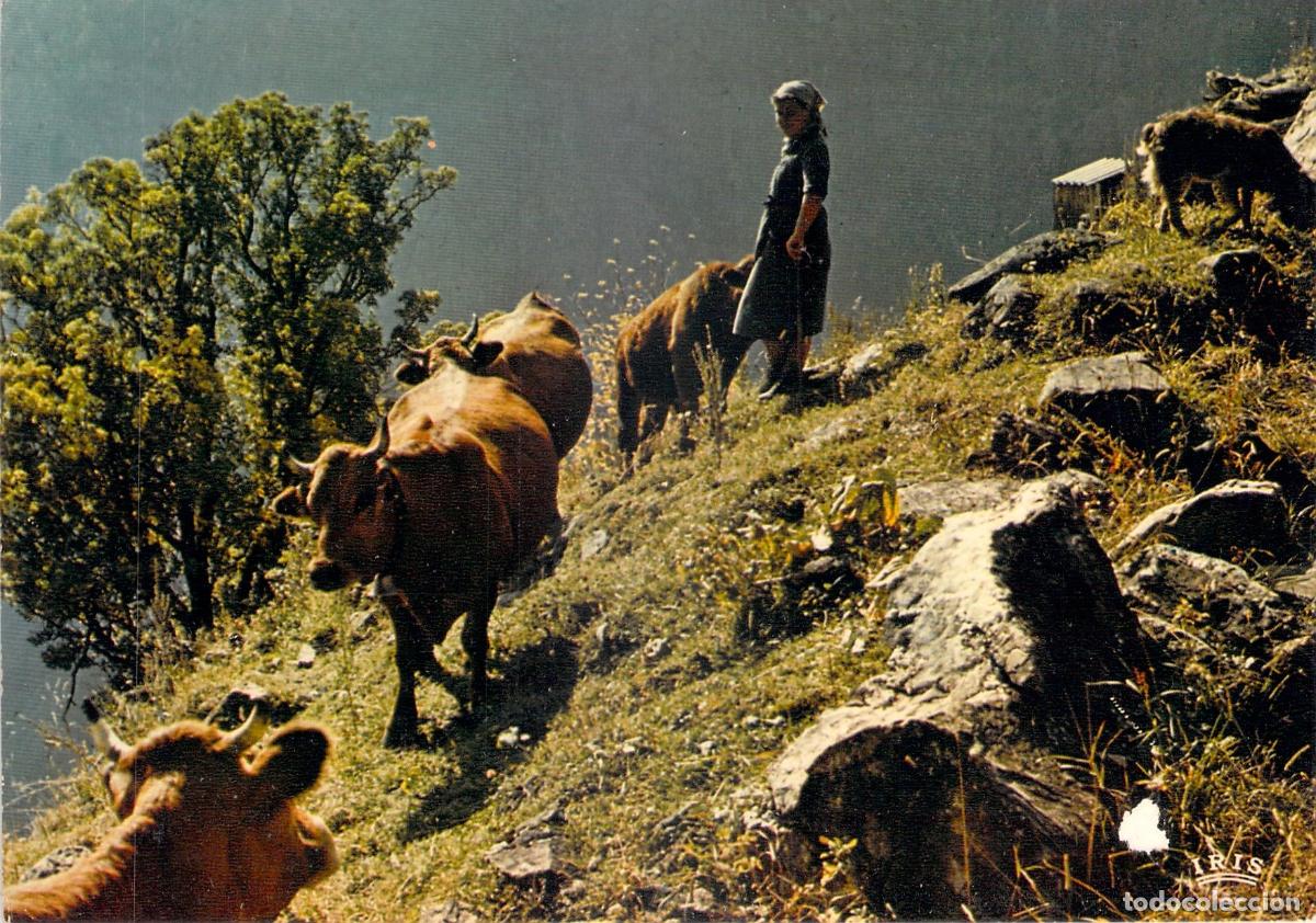 Postkarten: Postal Escena Rural con Vacas y Pastora en la Monta&ntilde;a Loin du Monde