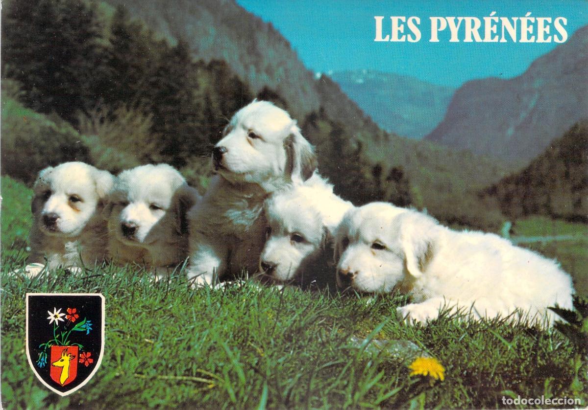 Postkarten: Postal de Cachorros de Perro Monta&ntilde;a de los Pirineos