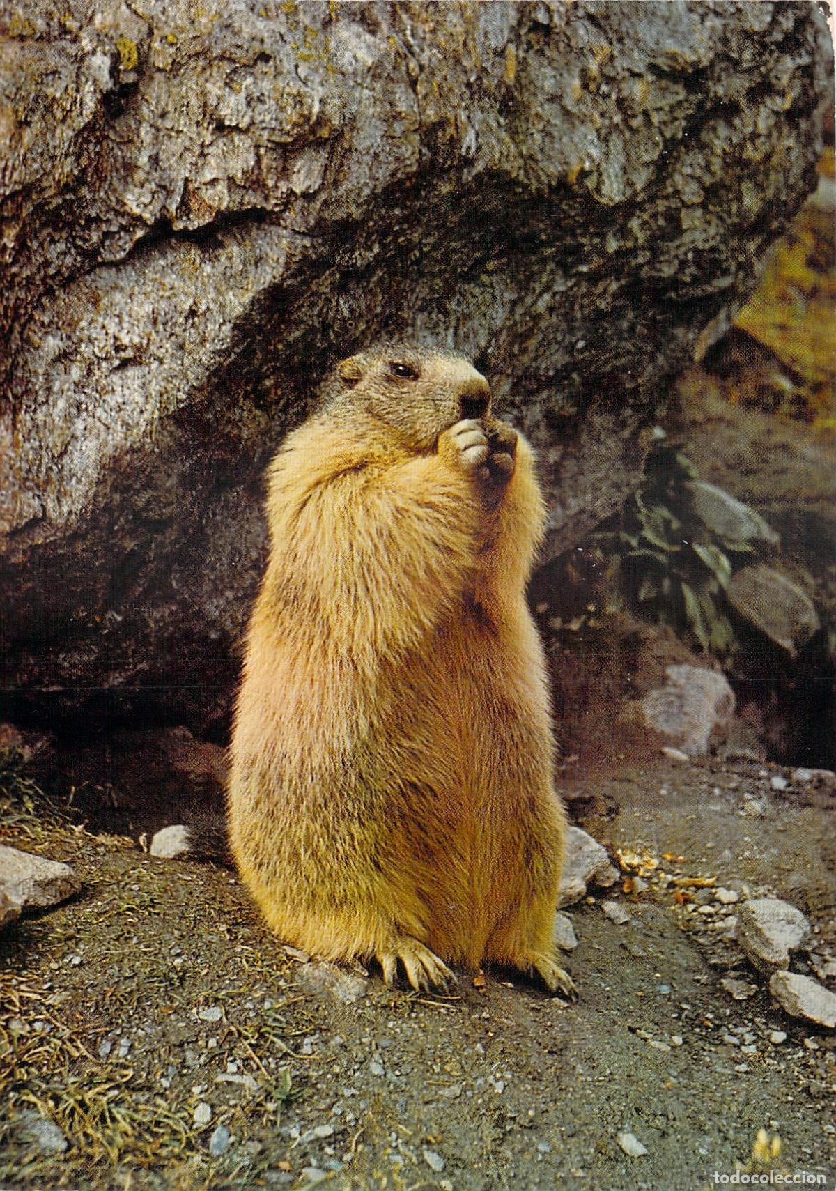 Postkarten: Postal de Marmota en su H&aacute;bitat Natural Alpino
