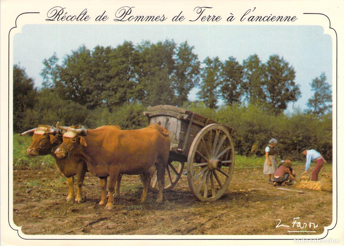 Postais: Postal Cosecha de Patatas Tradicional con Carro de Bueyes