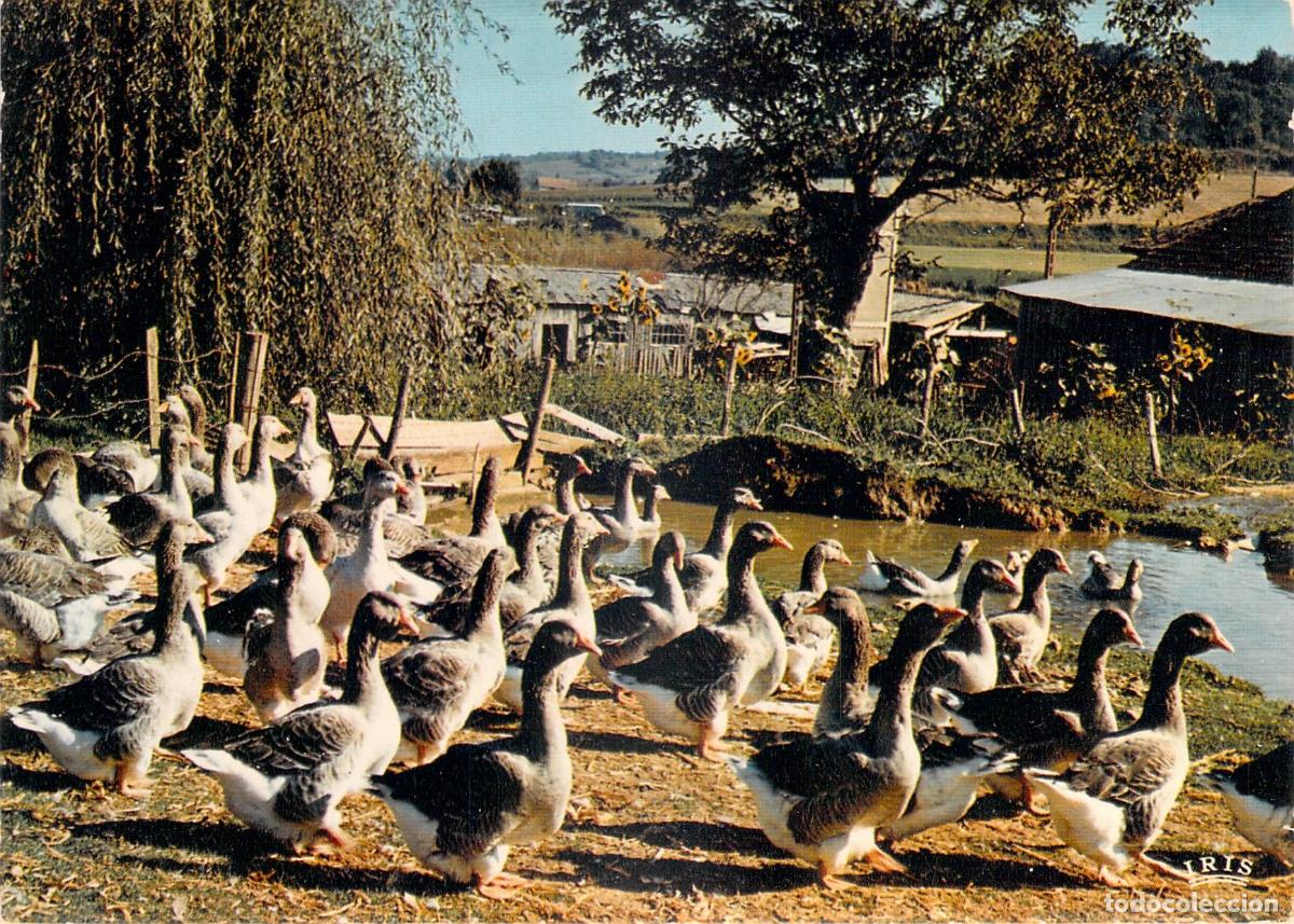 Postcards: Postal de Gansos y Ocas en una Granja Rural con Estanque