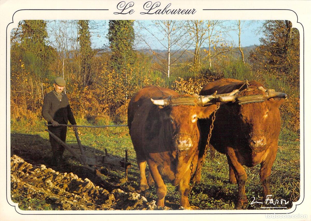 Postais: Postal de Labrador Arando con Vacas en el Campo