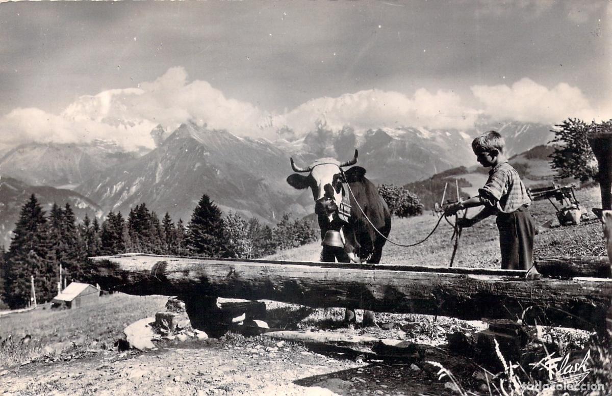 Postais: Postal de los Alpes: Ni&ntilde;o con Vaca en el Alpe, Mont-Blanc