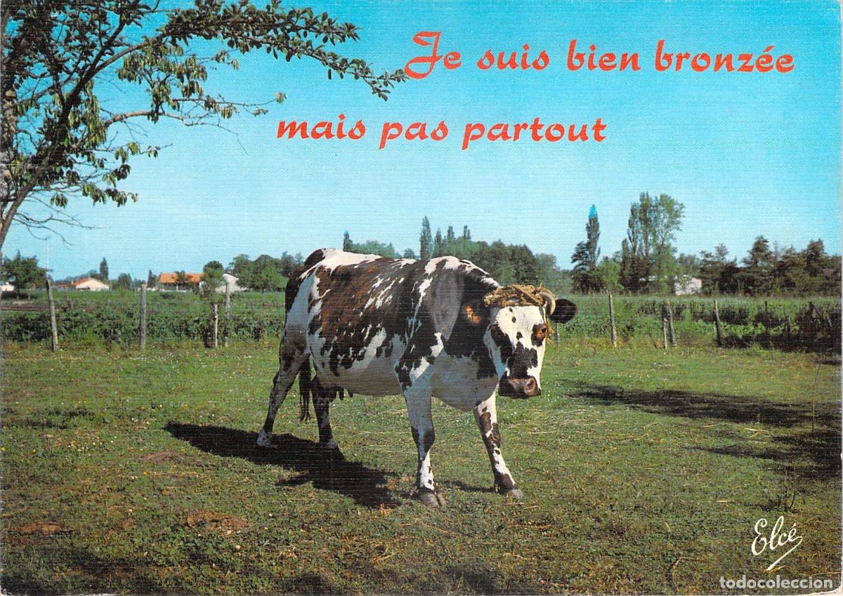 Postales: Postal Humor&iacute;stica Francesa de Vaca en el Campo Elc&eacute;