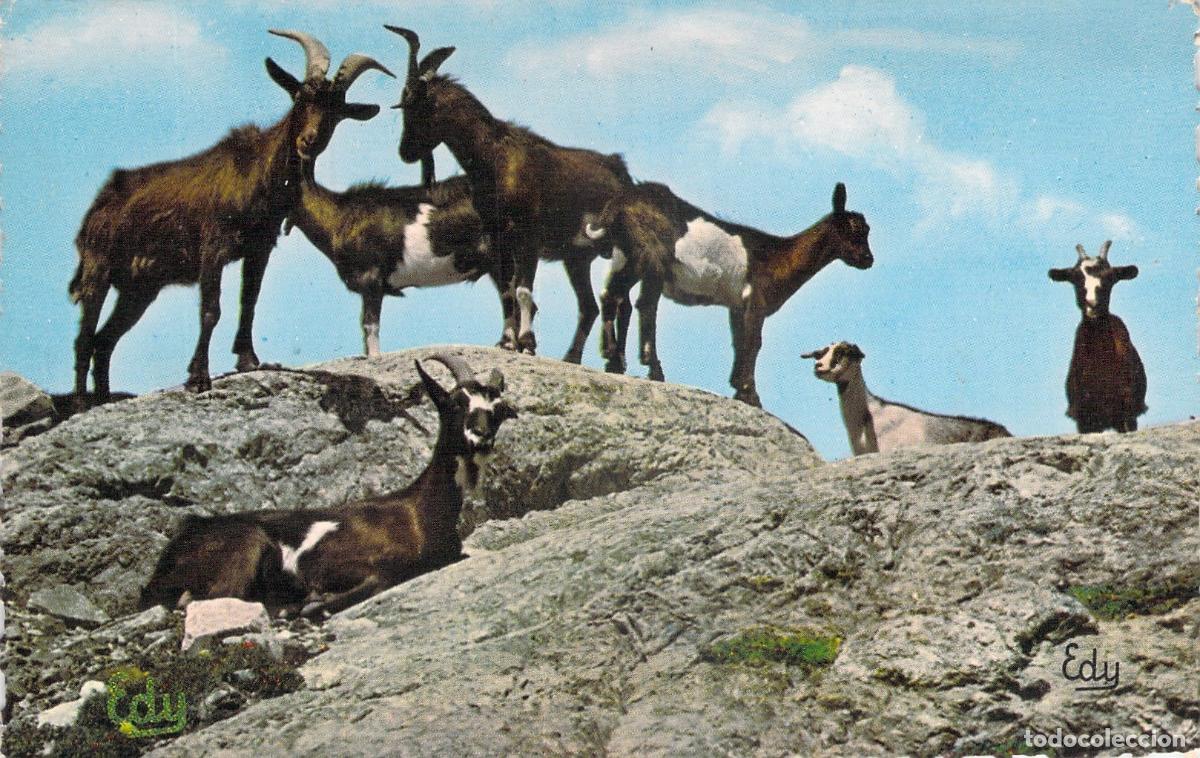 Cartes Postales: Postal de Cabras en Libertad en los Alpes de Saboya